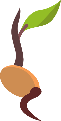 Sprouting seed